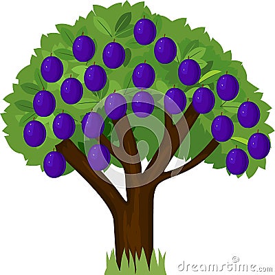 Cartoon plum tree with green crown and ripe blue plums isolated on white Vector Illustration